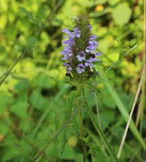 Attēlu rezultāti vaicājumam “Prunella vulgaris”