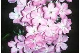 Attēlu rezultāti vaicājumam “Phlox paniculata”