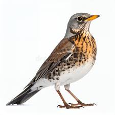 Attēlu rezultāti vaicājumam “Turdus pilaris”