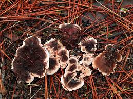 Attēlu rezultāti vaicājumam “Hydnellum ferrugineum”