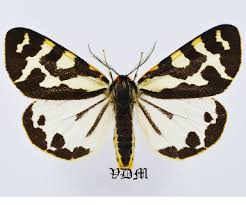 Attēlu rezultāti vaicājumam “Arctiidae”