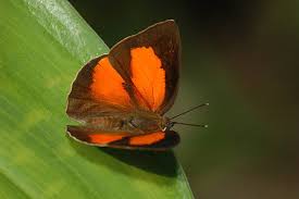 Attēlu rezultāti vaicājumam “Theclinae”