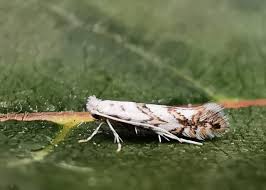 Attēlu rezultāti vaicājumam “Phyllonorycter sp.”
