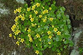 Attēlu rezultāti vaicājumam “Saxifraga cymbalaria flower”