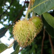 Attēlu rezultāti vaicājumam “Fagus sylvatica fruit”