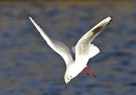 Attēlu rezultāti vaicājumam “Larus ridibundus adult”