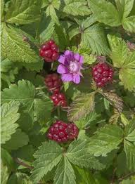 Attēlu rezultāti vaicājumam “Rubus arcticus”