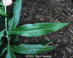 Attēlu rezultāti vaicājumam “Solidago virgaurea leaf”