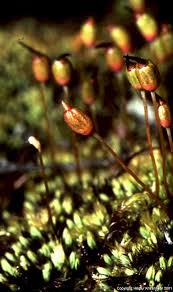 Attēlu rezultāti vaicājumam “Leiocolea rutheana”