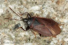 Attēlu rezultāti vaicājumam “Gastrodes grossipes”