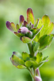 Attēlu rezultāti vaicājumam “Aquilegia vulgaris bud”