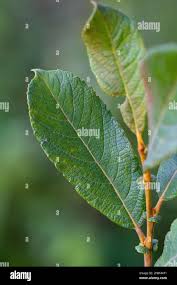 Attēlu rezultāti vaicājumam “Salix cinerea leaf”