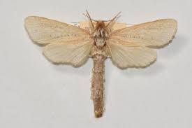 Attēlu rezultāti vaicājumam “Leucodonta bicoloria imago”