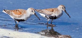 Attēlu rezultāti vaicājumam “Calidris alpina adult”