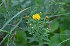 Attēlu rezultāti vaicājumam “Inula salicina leaf”