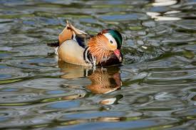 Attēlu rezultāti vaicājumam “Aix galericulata male”