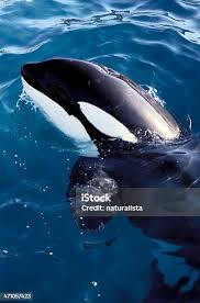 Image result for Orcinus orca