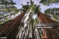 3,472点のGiant Sequoiaのストックフォト - Getty Images