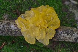 Attēlu rezultāti vaicājumam “Tremella mesenterica”