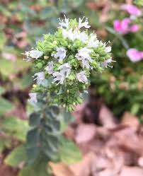 Attēlu rezultāti vaicājumam “Origanum vulgare flower”