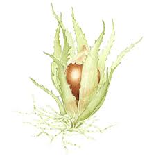 Attēlu rezultāti vaicājumam “Ephemerum serratum”