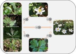 Attēlu rezultāti vaicājumam “Urocystis anemones spores”