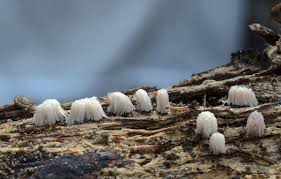 Attēlu rezultāti vaicājumam “Stemonitis fusca”