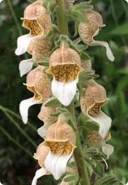 Image result for Digitalis lanata