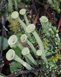 Attēlu rezultāti vaicājumam “Cladonia botrytes”