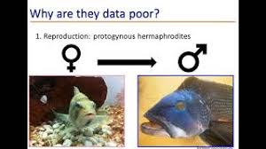 Image result for Centropristis striata