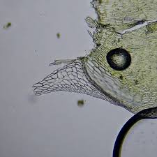 Attēlu rezultāti vaicājumam “Sciuro-hypnum”