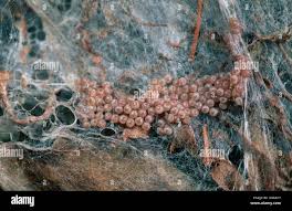 Attēlu rezultāti vaicājumam “Yponomeuta malinellus / cagnagella”