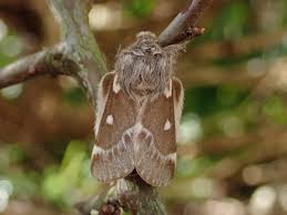 Attēlu rezultāti vaicājumam “Eriogaster lanestris”