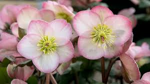 Image result for Christrose