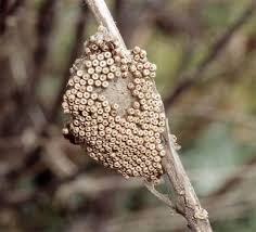 Attēlu rezultāti vaicājumam “Orgyia antiqua imago”