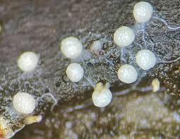 Attēlu rezultāti vaicājumam “Physarum penetrale stalked”