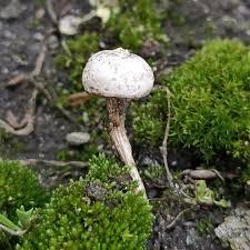 Attēlu rezultāti vaicājumam “Tulostoma fimbriatum”