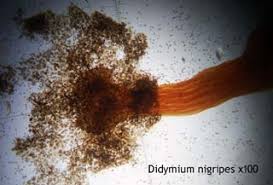 Attēlu rezultāti vaicājumam “Didymium nigripes”