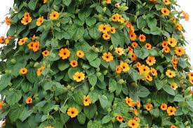 Image result for schwarzäugige Susanne