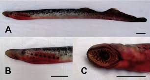 Image result for Petromyzon marinus