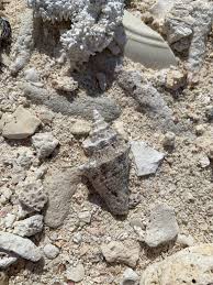 Image result for Aliger gigas