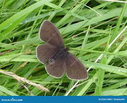 Attēlu rezultāti vaicājumam “Aphantopus hyperantus upperside”