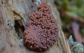 Attēlu rezultāti vaicājumam “Tubifera montana spores”