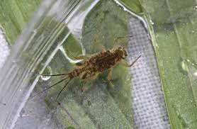 Attēlu rezultāti vaicājumam “Trichia contorta young”