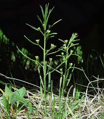 Attēlu rezultāti vaicājumam “Thesium ebracteatum leaf”