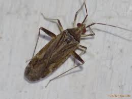 Attēlu rezultāti vaicājumam “Phytocoris varipes”