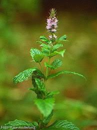 Attēlu rezultāti vaicājumam “Mentha spicata”