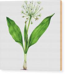 Attēlu rezultāti vaicājumam “Allium ursinum”