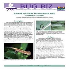 Attēlu rezultāti vaicājumam “Plutellidae”