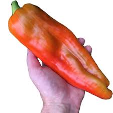 Afbeeldingsresultaat voor aconcagua sweet pepper